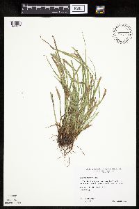 Carex saximontana image
