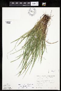Carex saximontana image