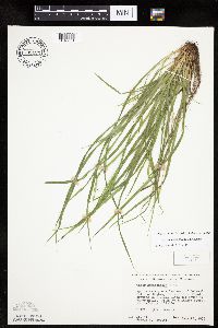 Carex saximontana image
