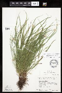 Carex saximontana image