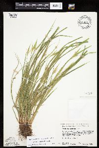 Carex saximontana image