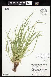 Carex saximontana image