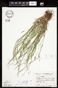 Carex saximontana image