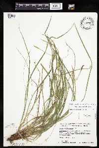 Carex saximontana image