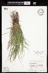 Carex saximontana image