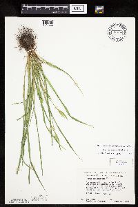 Carex saximontana image