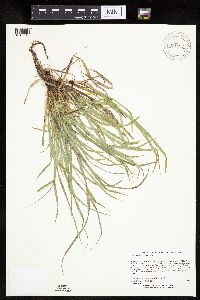 Carex saximontana image