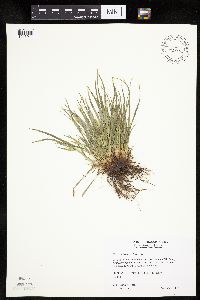 Carex saximontana image