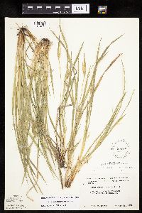 Carex saximontana image