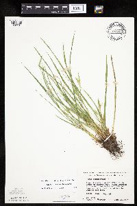 Carex saximontana image