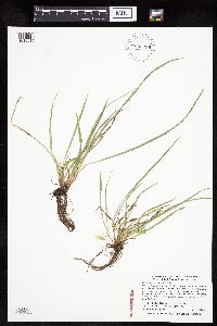 Carex saximontana image