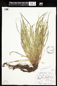 Carex saximontana image