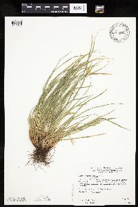 Carex saximontana image