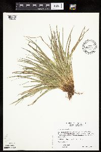 Carex saximontana image