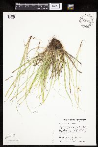 Carex saximontana image