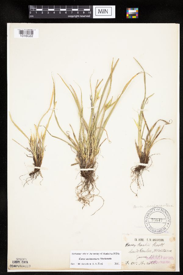 Carex saximontana image
