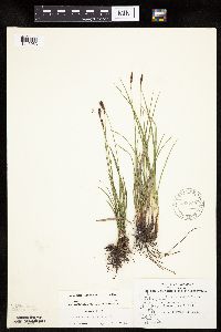 Carex scirpoidea image