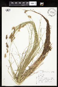 Carex scoparia image
