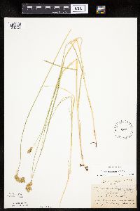 thumbnail image of current specimen