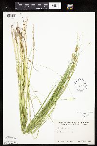 Carex scoparia image