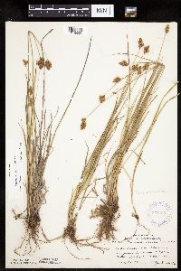 thumbnail image of current specimen