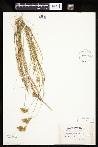 thumbnail image of current specimen