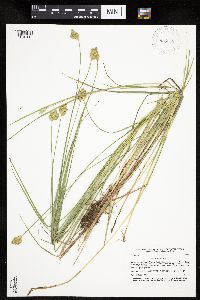 Carex scoparia image
