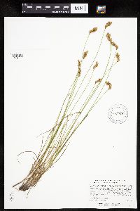 Carex scoparia image