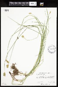 Carex scoparia image