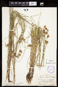 thumbnail image of current specimen