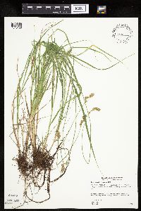Carex scoparia image