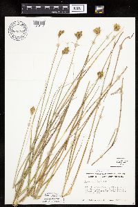 thumbnail image of current specimen