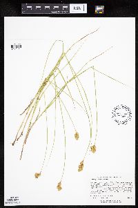 Carex scoparia image