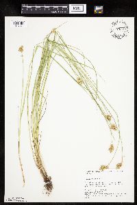 Carex scoparia image