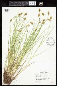 Carex scoparia image
