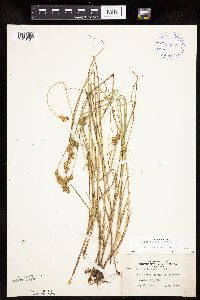 thumbnail image of current specimen