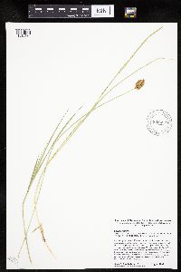Carex scoparia image
