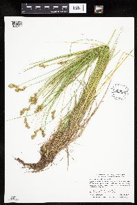 Carex scoparia image