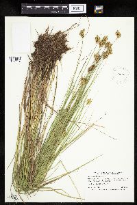 Carex scoparia image