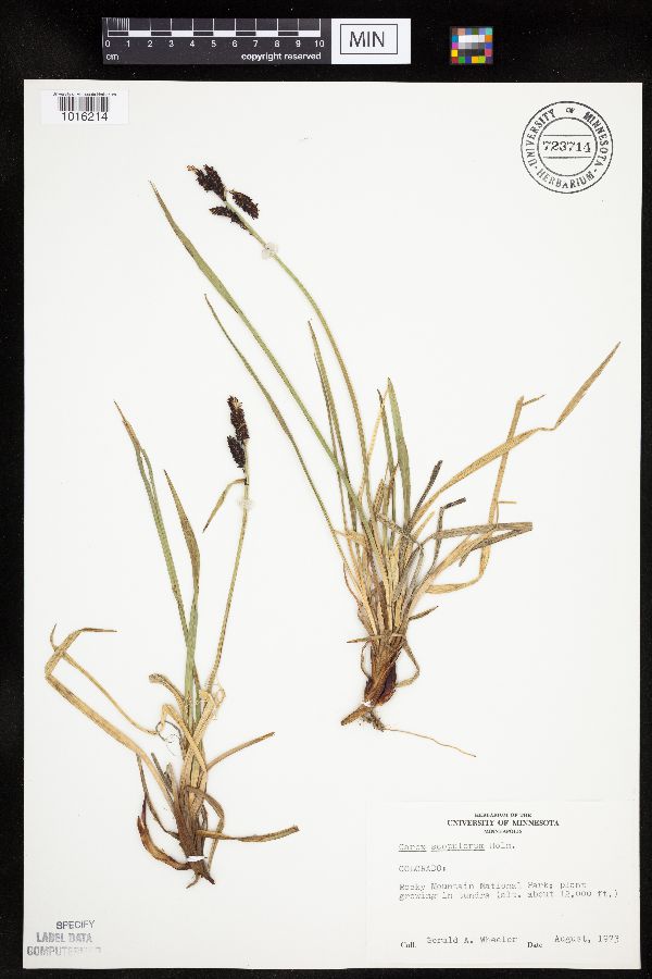 Carex scopulorum image