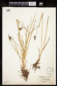 Carex scopulorum image