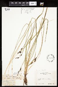 Carex scopulorum image