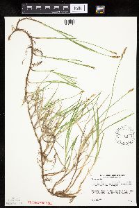 Carex siccata image