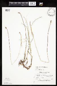 Carex siccata image