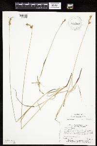 Carex siccata image