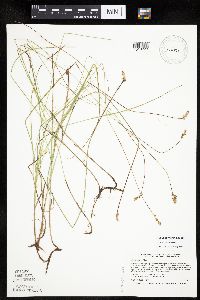 Carex siccata image