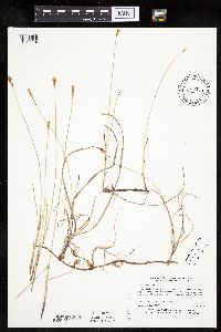 Carex siccata image