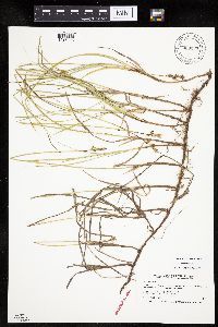Carex siccata image