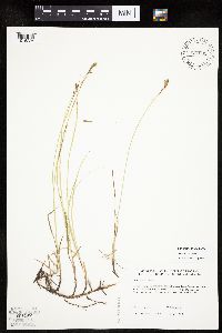 Carex siccata image