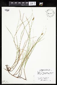 Carex siccata image